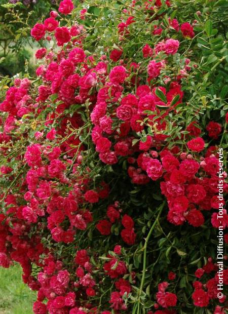 © Hortival Diffusion - Tous droits réservés