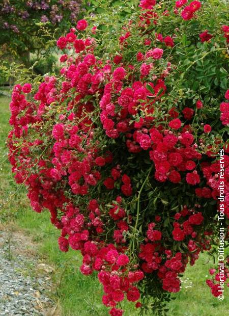© Hortival Diffusion - Tous droits réservés