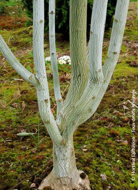 © Hortival Diffusion - Tous droits réservés