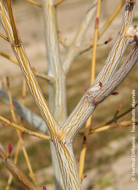 © Hortival Diffusion - Tous droits réservés