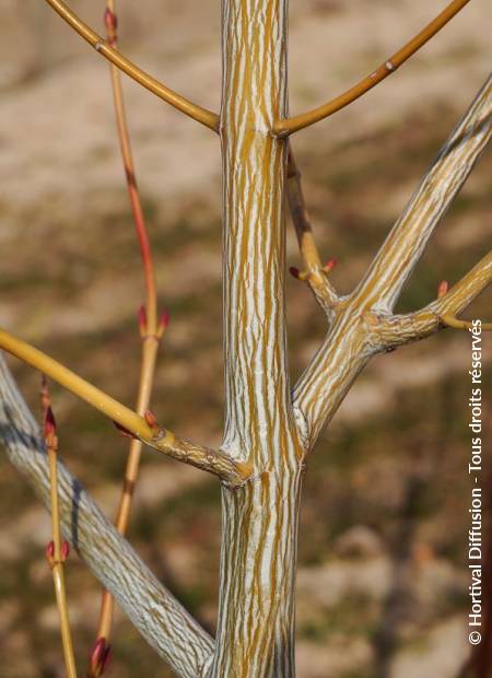 © Hortival Diffusion - Tous droits réservés