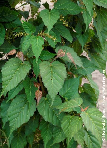 © Hortival Diffusion - Tous droits réservés