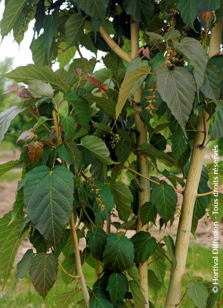 © Hortival Diffusion - Tous droits réservés