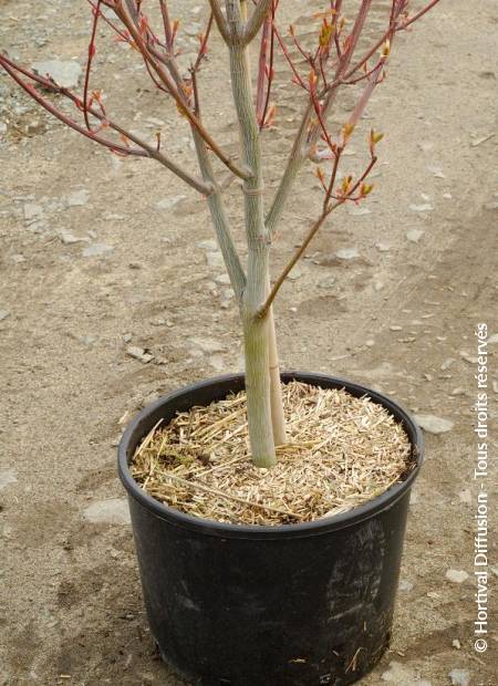 © Hortival Diffusion - Tous droits réservés