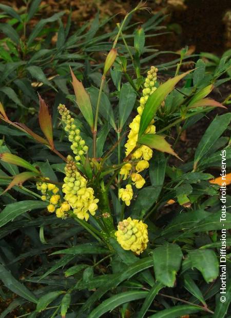 © Hortival Diffusion - Tous droits réservés