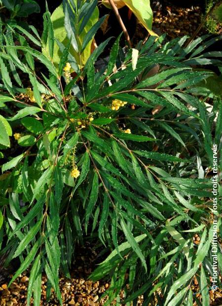 © Hortival Diffusion - Tous droits réservés