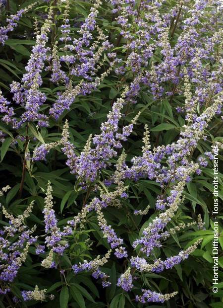 © Hortival Diffusion - Tous droits réservés