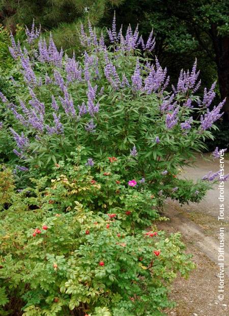 © Hortival Diffusion - Tous droits réservés