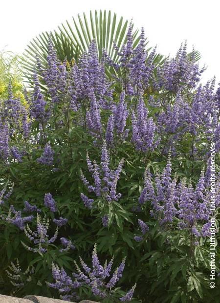 © Hortival Diffusion - Tous droits réservés