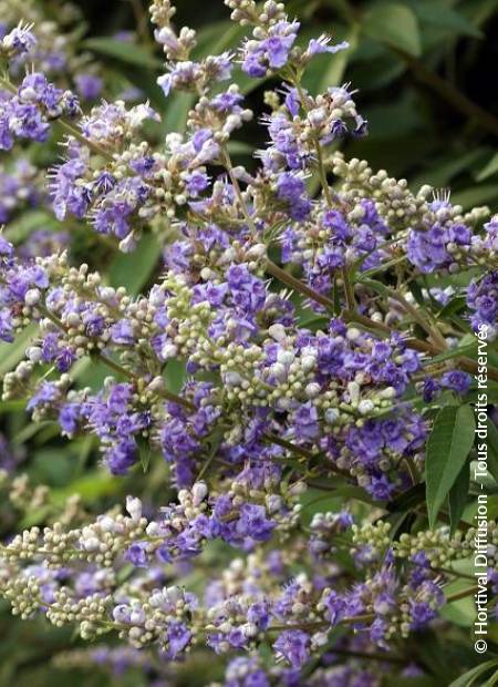 © Hortival Diffusion - Tous droits réservés