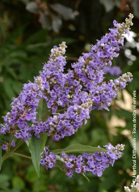 © Hortival Diffusion - Tous droits réservés