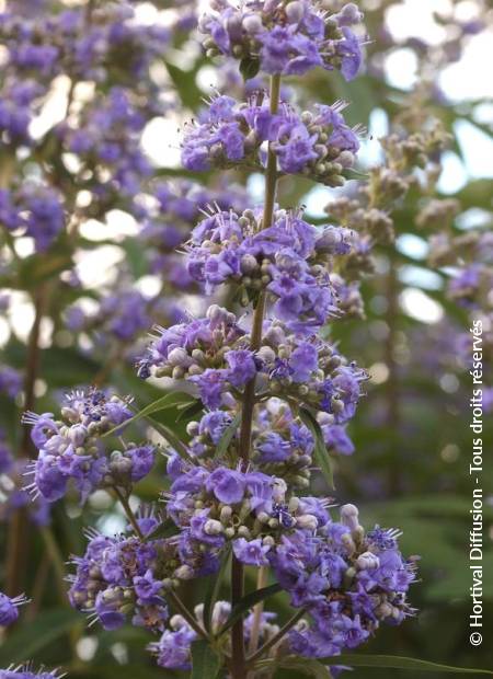 © Hortival Diffusion - Tous droits réservés