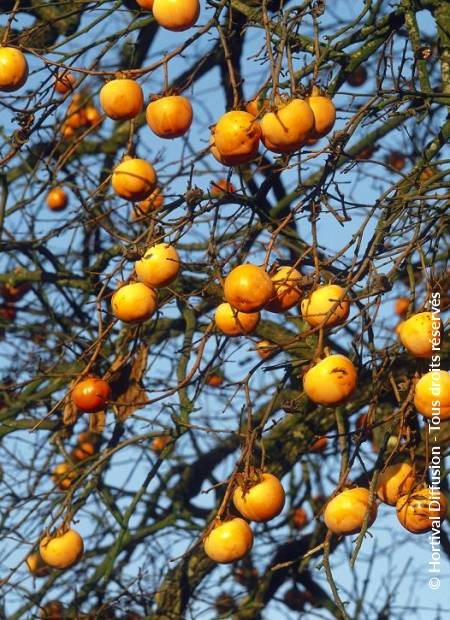 © Hortival Diffusion - Tous droits réservés