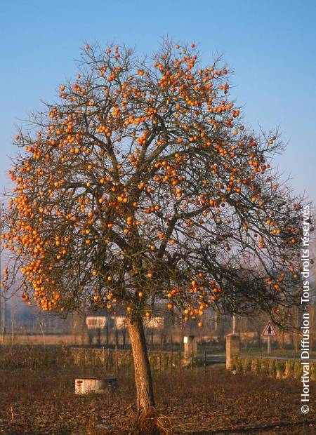 © Hortival Diffusion - Tous droits réservés