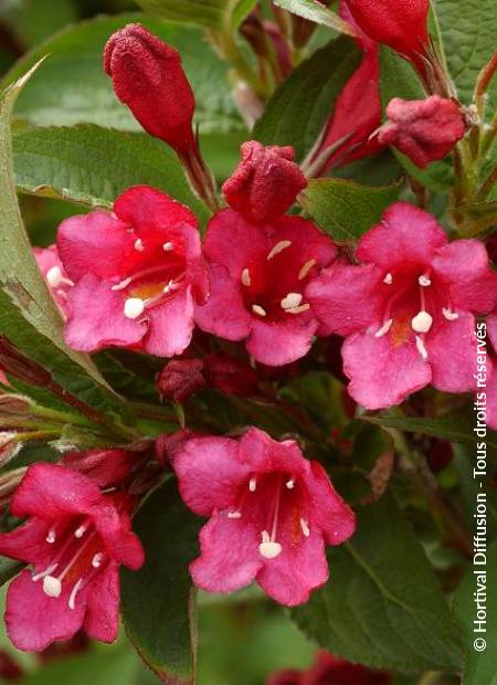 © Hortival Diffusion - Tous droits réservés