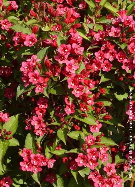 © Hortival Diffusion - Tous droits réservés