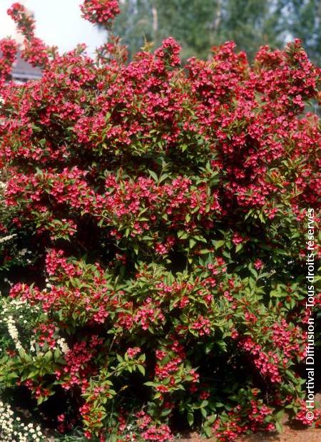 © Hortival Diffusion - Tous droits réservés