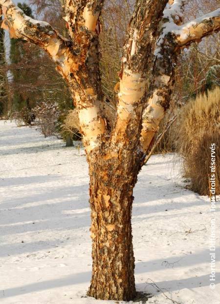 © Hortival Diffusion - Tous droits réservés