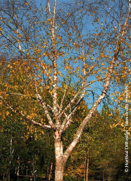 © Hortival Diffusion - Tous droits réservés