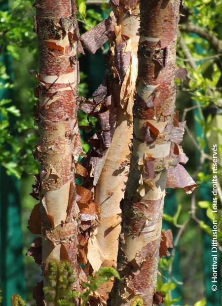 © Hortival Diffusion - Tous droits réservés