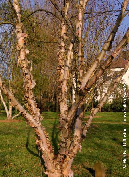 © Hortival Diffusion - Tous droits réservés