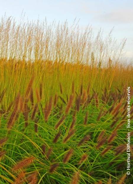 © Hortival Diffusion - Tous droits réservés