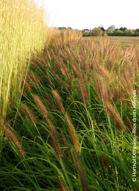 © Hortival Diffusion - Tous droits réservés