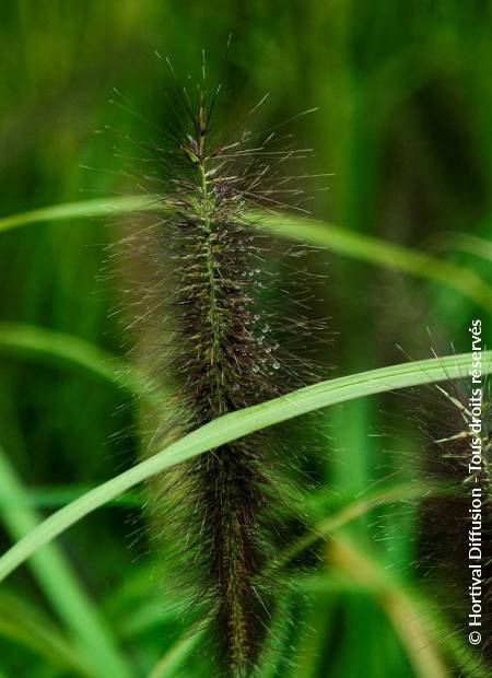 © Hortival Diffusion - Tous droits réservés