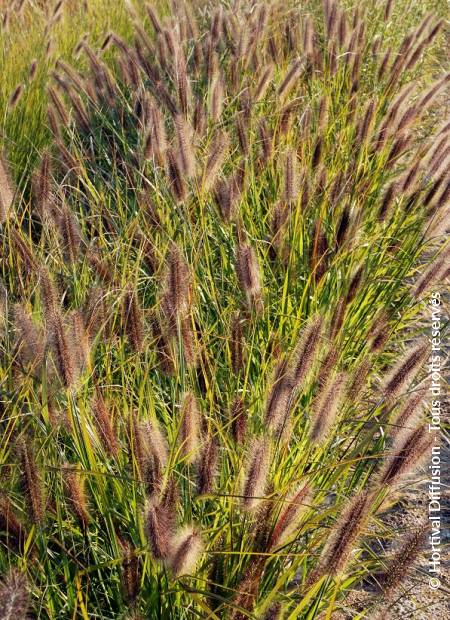 © Hortival Diffusion - Tous droits réservés