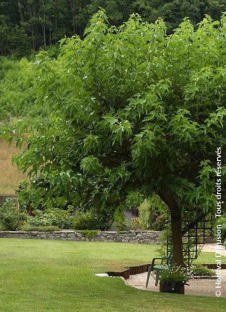 © Hortival Diffusion - Tous droits réservés