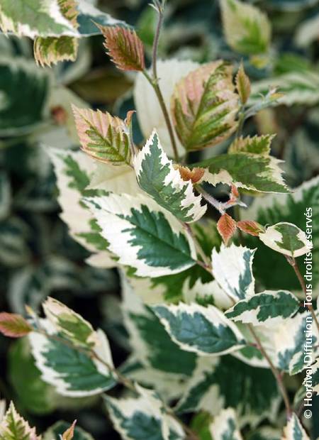 © Hortival Diffusion - Tous droits réservés