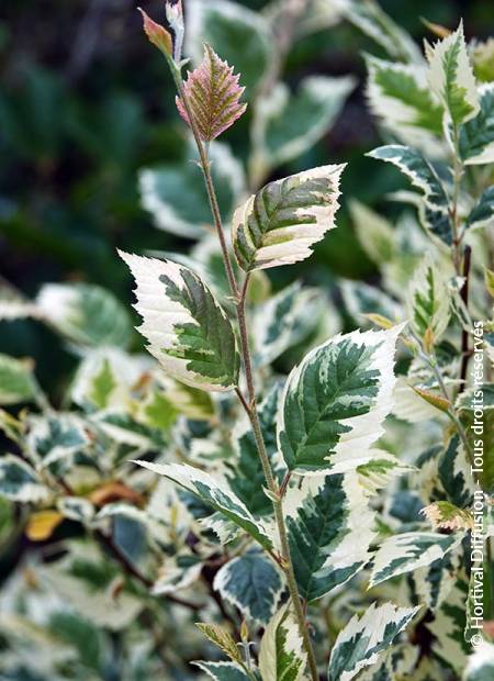 © Hortival Diffusion - Tous droits réservés