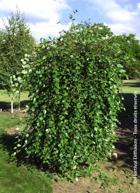 © Hortival Diffusion - Tous droits réservés