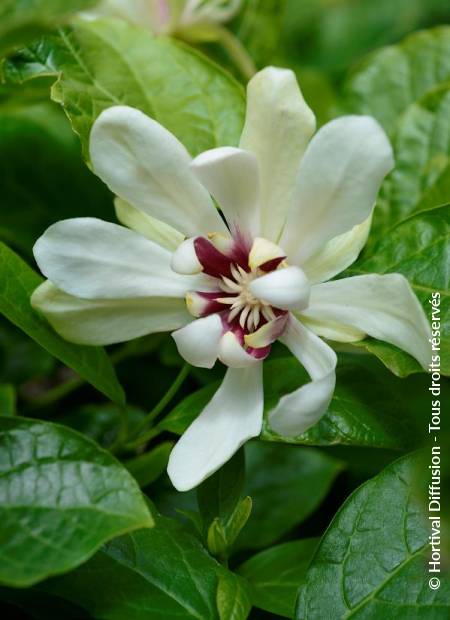 © Hortival Diffusion - Tous droits réservés