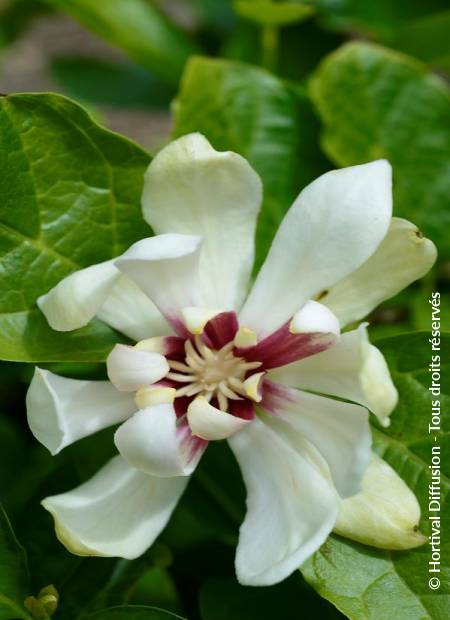 © Hortival Diffusion - Tous droits réservés