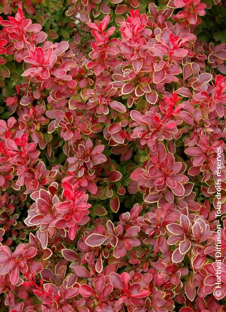 © Hortival Diffusion - Tous droits réservés