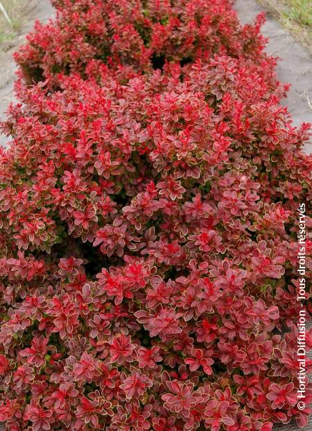 © Hortival Diffusion - Tous droits réservés