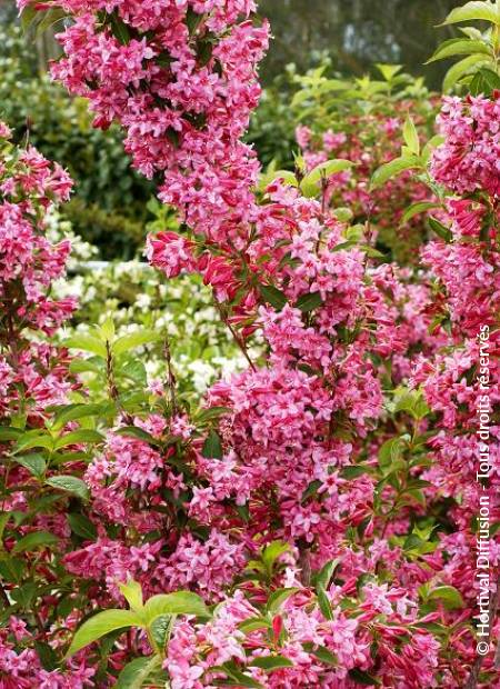 © Hortival Diffusion - Tous droits réservés