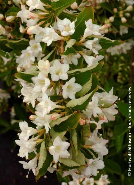 © Hortival Diffusion - Tous droits réservés