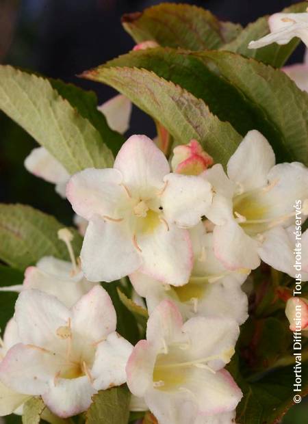 © Hortival Diffusion - Tous droits réservés