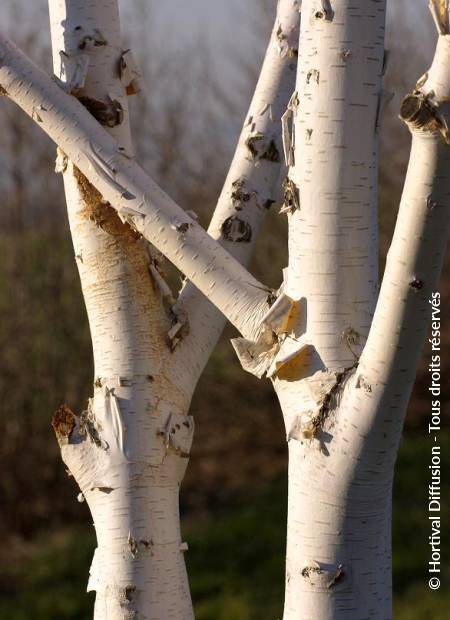 © Hortival Diffusion - Tous droits réservés