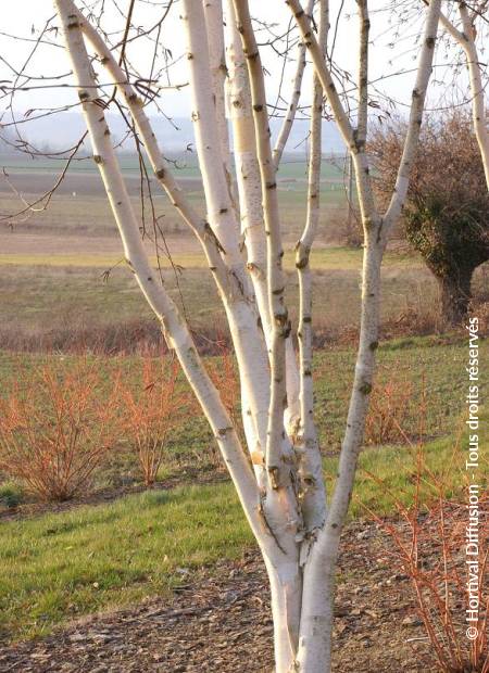 © Hortival Diffusion - Tous droits réservés