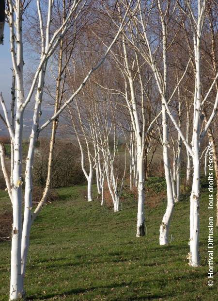 © Hortival Diffusion - Tous droits réservés