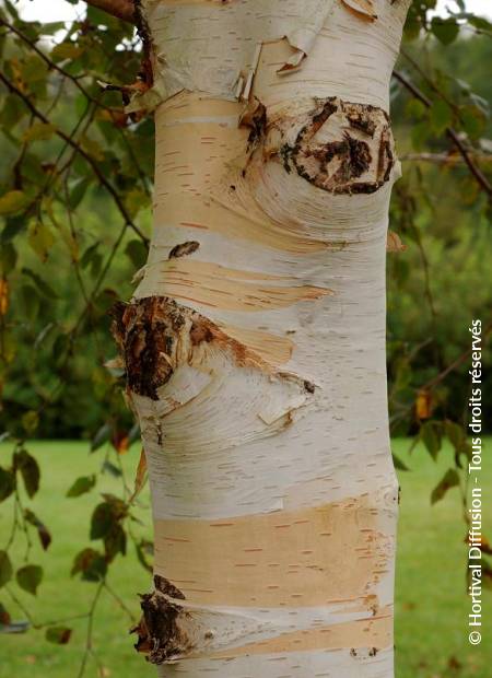 © Hortival Diffusion - Tous droits réservés