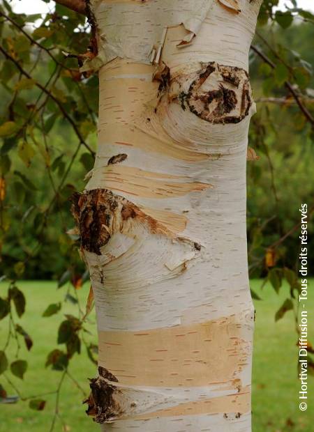 © Hortival Diffusion - Tous droits réservés