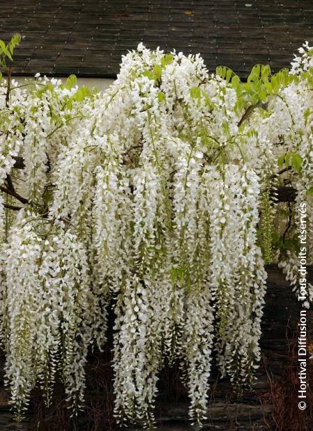 © Hortival Diffusion - Tous droits réservés