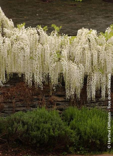 © Hortival Diffusion - Tous droits réservés