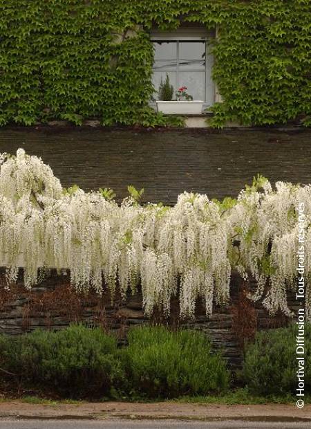 © Hortival Diffusion - Tous droits réservés