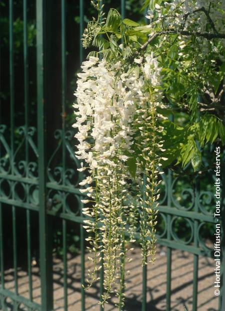 © Hortival Diffusion - Tous droits réservés