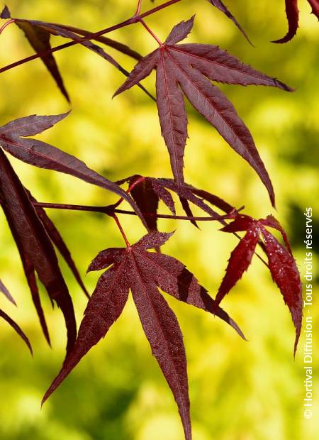 © Hortival Diffusion - Tous droits réservés